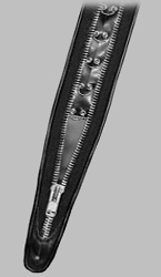 Click for Larger Image